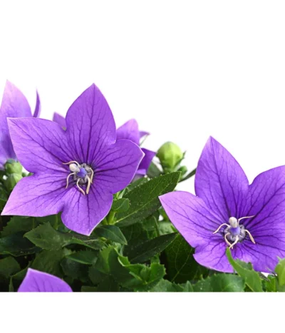 Ballonblume, Verschiedene Farben -Haus Pflanzen Welt 8817124 WE DE 001 BallonblumePlatycodonGrandiflorusMixT12BlauDehnerExpressHerzig