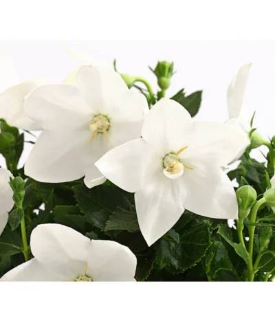 Ballonblume, Verschiedene Farben -Haus Pflanzen Welt 8817124 WE DE 001 PlatycodonBallonblumeMixWeissT12DehnerExpressHerzig