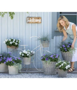 Ballonblume, Verschiedene Farben -Haus Pflanzen Welt 8817124 WE MO 001 PlatycodonFestuca2021GC13