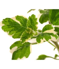 Weihrauch -Haus Pflanzen Welt 8817157 WE DE 002 WeihrauchT11