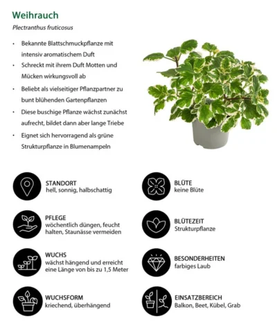 Weihrauch -Haus Pflanzen Welt 8817157 WE IG 001 Weihrauch