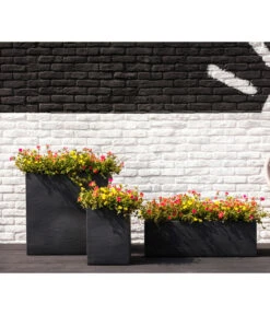 Portulakröschen -Haus Pflanzen Welt 8817199 8827271 WE MO 001 PortulacaT11Portulakroeschen