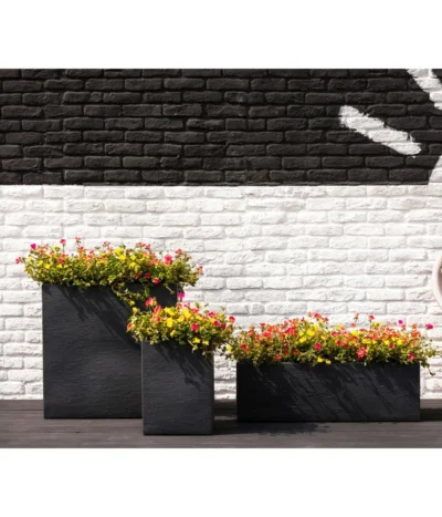 Portulakröschen -Haus Pflanzen Welt 8817199 8827271 WE MO 001 PortulacaT11Portulakroeschen