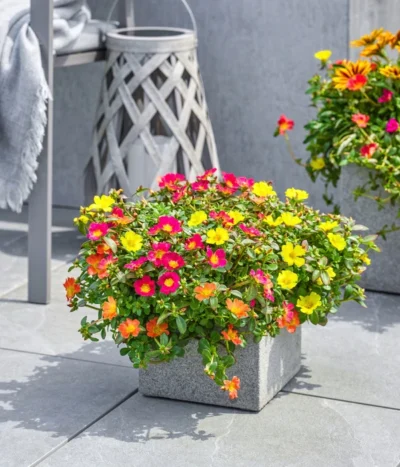 Portulakröschen -Haus Pflanzen Welt 8817199 8827271 WE MO 002 PortulakroeschenPortulacaT11 T14Premium