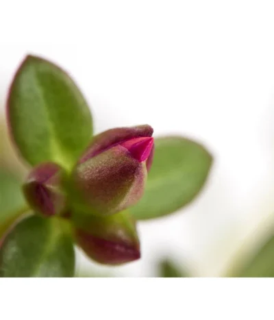 Portulakröschen -Haus Pflanzen Welt 8817199 WE DE 001 PortulacaUmbraticolaT11