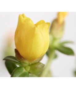 Portulakröschen -Haus Pflanzen Welt 8817199 WE DE 003 PortulacaUmbraticolaT11