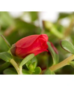 Portulakröschen -Haus Pflanzen Welt 8817199 WE DE 004 PortulacaUmbraticolaT11