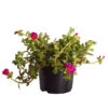 Portulakröschen -Haus Pflanzen Welt 8817199 WE FS 001 PortulacaUmbraticolaT11