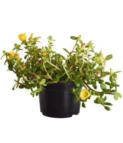 Portulakröschen -Haus Pflanzen Welt 8817199 WE FS 002 PortulacaUmbraticolaT11