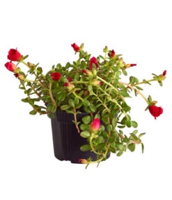 Portulakröschen -Haus Pflanzen Welt 8817199 WE FS 003 PortulacaUmbraticolaT11