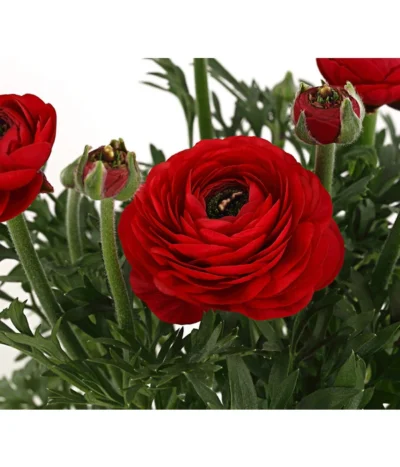 Beet- & Balkonpflanzen-Set Bunter Frühling, 6-teilig -Haus Pflanzen Welt 8817348 PR DE 006 RanukelnT14DehnerExpressHerzig