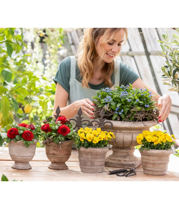 Vergissmeinnicht 4 Vergissmeinnicht – Bild 2