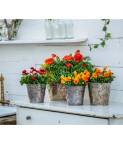 Gänseblümchen, Gefüllt -Haus Pflanzen Welt 8817355 8810079 WE MO 001 RanunkelnGaensebluemchen 1