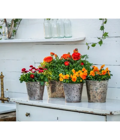 Gänseblümchen, Gefüllt -Haus Pflanzen Welt 8817355 8810079 WE MO 001 RanunkelnGaensebluemchen 1