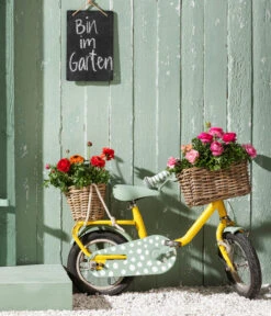 Ranunkel-Duo -Haus Pflanzen Welt 8817355 8823098 WE MO 013 RanunkelnHahnenfussRanunculusAsiaticusT11