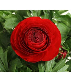 Ranunkel, Verschiedene Farben -Haus Pflanzen Welt 8817355 PR DE 001 RanunkelnT11DehnerExpressHerzig