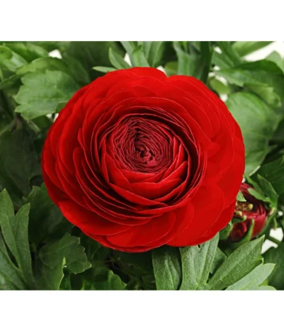 Ranunkel, Verschiedene Farben -Haus Pflanzen Welt 8817355 PR DE 001 RanunkelnT11DehnerExpressHerzig