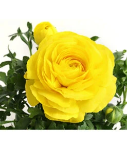 Ranunkel, Verschiedene Farben -Haus Pflanzen Welt 8817355 PR DE 002 RanunkelnT11DehnerExpressHerzig