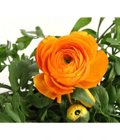 Beet- & Balkonpflanzen-Set Oranger Frühling, 6-teilig -Haus Pflanzen Welt 8817355 PR DE 003 RanunkelnT11DehnerExpressHerzig 1