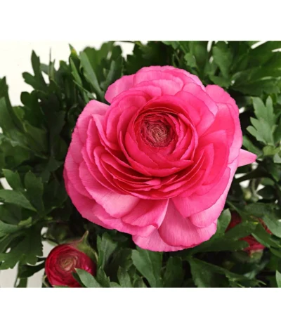 Beet- & Balkonpflanzen-Set Rosa Frühling, 6-teilig -Haus Pflanzen Welt 8817355 PR DE 004 RanunkelnT11DehnerExpressHerzig 1