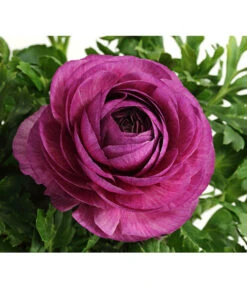 Ranunkel, Verschiedene Farben -Haus Pflanzen Welt 8817355 PR DE 005 RanunkelnT11DehnerExpressHerzig