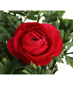 Ranunkel, Verschiedene Farben -Haus Pflanzen Welt 8817355 PR DE 006 RanunkelnT11DehnerExpressHerzig