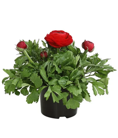 Ranunkel, Verschiedene Farben -Haus Pflanzen Welt 8817355 PR FS 001 RanunkelnT11DehnerExpressHerzig