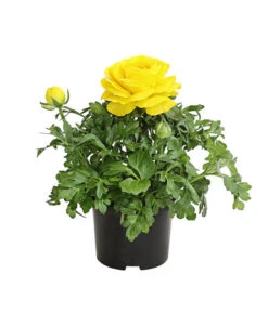 Ranunkel, Verschiedene Farben -Haus Pflanzen Welt 8817355 PR FS 002 RanunkelnT11DehnerExpressHerzig