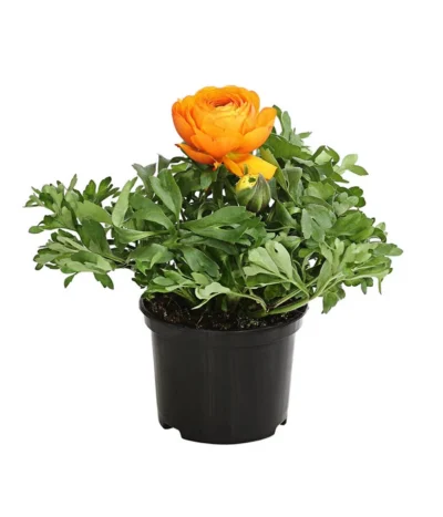 Ranunkel, Verschiedene Farben -Haus Pflanzen Welt 8817355 PR FS 003 RanunkelnT11DehnerExpressHerzig