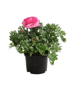 Ranunkel, Verschiedene Farben -Haus Pflanzen Welt 8817355 PR FS 004 RanunkelnT11DehnerExpressHerzig