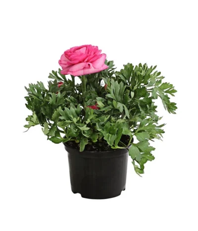 Ranunkel, Verschiedene Farben -Haus Pflanzen Welt 8817355 PR FS 004 RanunkelnT11DehnerExpressHerzig