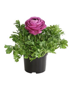 Ranunkel, Verschiedene Farben -Haus Pflanzen Welt 8817355 PR FS 005 RanunkelnT11DehnerExpressHerzig