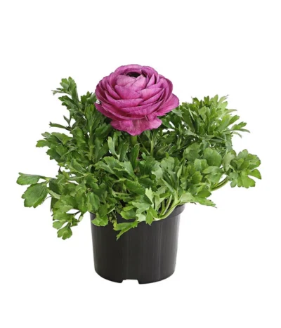 Ranunkel, Verschiedene Farben -Haus Pflanzen Welt 8817355 PR FS 005 RanunkelnT11DehnerExpressHerzig