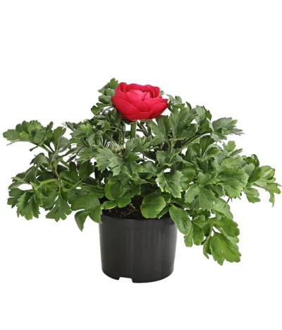 Ranunkel, Verschiedene Farben -Haus Pflanzen Welt 8817355 PR FS 006 RanunkelnT11DehnerExpressHerzig