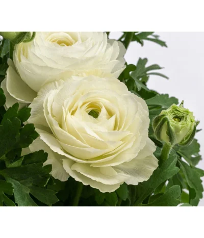 Beet- & Balkonpflanzen-Set Weißer Frühling, 6-teilig -Haus Pflanzen Welt 8817355 WE DE 001 RanunkelnT11Weiss