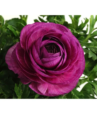 Beet- & Balkonpflanzen-Set Frühlingsfreude, 6-teilig 15 Beet- & Balkonpflanzen-Set Frühlingsfreude, 6-teilig -Haus Pflanzen Welt 8817355 WE DE 013 RanunkelnT11DehnerExpressHerzig