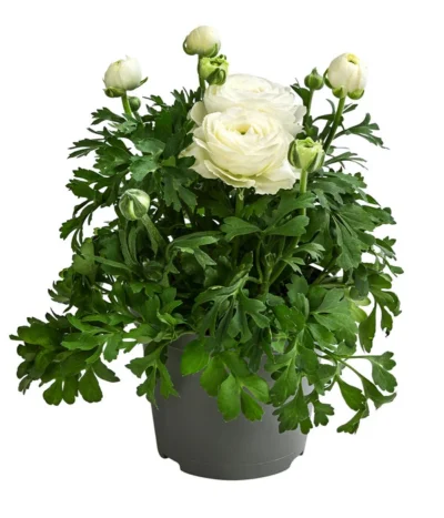 Beet- & Balkonpflanzen-Set Weißer Frühling, 6-teilig -Haus Pflanzen Welt 8817355 WE FS 001 RanunkelnT11Weiss