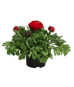 Beet- & Balkonpflanzen-Set Bunter Frühling, 6-teilig -Haus Pflanzen Welt 8817355 WE FS 011 RanunkelnT11DehnerExpressHerzig