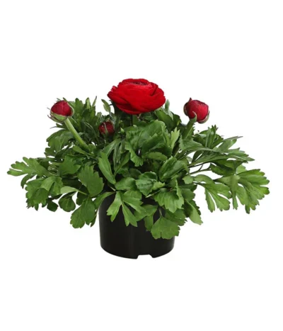 Beet- & Balkonpflanzen-Set Bunter Frühling, 6-teilig -Haus Pflanzen Welt 8817355 WE FS 011 RanunkelnT11DehnerExpressHerzig