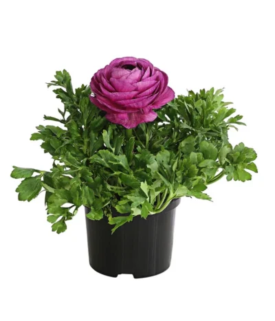 Beet- & Balkonpflanzen-Set Frühlingsfreude, 6-teilig 11 Beet- & Balkonpflanzen-Set Frühlingsfreude, 6-teilig -Haus Pflanzen Welt 8817355 WE FS 013 RanunkelnT11DehnerExpressHerzig