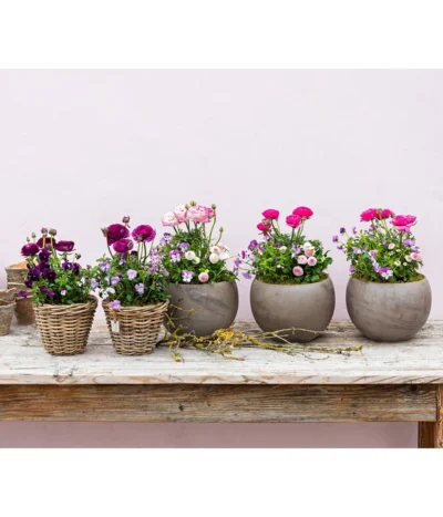 Beet- & Balkonpflanzen-Set Rosa Frühling, 6-teilig -Haus Pflanzen Welt 8817355 WE MO 001 FruejahrTrioMixies 2