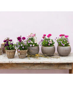 Beet- & Balkonpflanzen-Set Traum In Rosa, 6-teilig -Haus Pflanzen Welt 8817355 WE MO 001 FruejahrTrioMixies