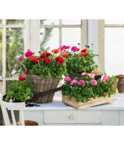 Ranunkel, Verschiedene Farben -Haus Pflanzen Welt 8817355 WE MO 001 Ranunkeln