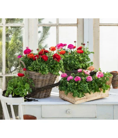 Ranunkel, Verschiedene Farben -Haus Pflanzen Welt 8817355 WE MO 001 Ranunkeln