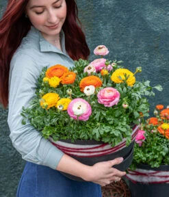 Ranunkel, Verschiedene Farben -Haus Pflanzen Welt 8817355 WE MO 002 Ranunkeln