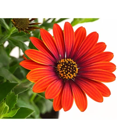 Kapkörbchen 'Purple Sun' -Haus Pflanzen Welt 8817389 PR DE 001 OsteospermumPurpleSunT12DehnerExpressHerzig