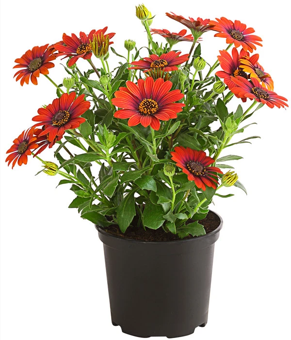 Kapkörbchen 'Purple Sun' 3 Kapkörbchen 'Purple Sun'