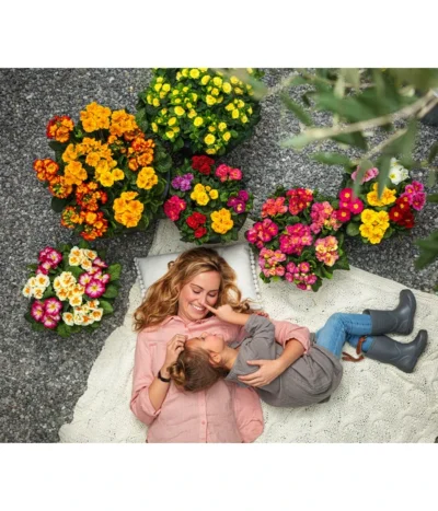 Stängelprimel, Schale -Haus Pflanzen Welt 8817397 8261463 WE MO 001 PrimelnPrimulaSchale