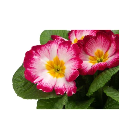 Primel In Sonderfarben, Verschiedene Sorten -Haus Pflanzen Welt 8817439 WE DE 002 PrimulaSonderfarbenPinkT12