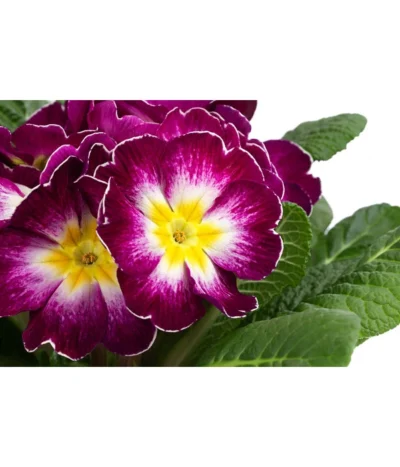 Primel In Sonderfarben, Verschiedene Sorten -Haus Pflanzen Welt 8817439 WE DE 003 PrimulaSonderfarbenLilaT12